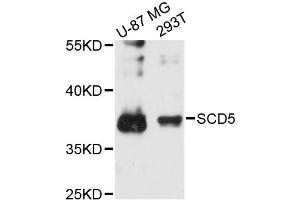 Western blot analysis of extracts of various cell lines, using SCD5 antibody (ABIN6294000) at 1:3000 dilution. (SCD5 抗体)