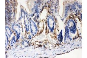 IHC-P: ABCB4 antibody testing of mouse intestine tissue (ABCB4 抗体  (AA 601-720))