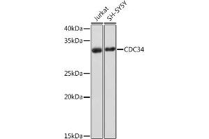 Western blot analysis of extracts of various cell lines, using CDC34 Rabbit mAb (ABIN7266252) at 1:1000 dilution. (CDC34 抗体)