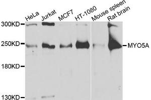Western blot analysis of extracts of various cells, using MYO5A antibody. (MYO5A 抗体)