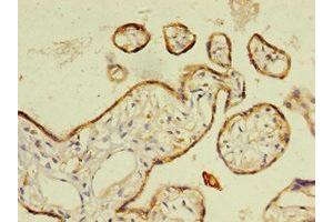 Immunohistochemistry of paraffin-embedded human placenta tissue using ABIN7167807 at dilution of 1:100 (Chemerin 抗体  (AA 21-157))