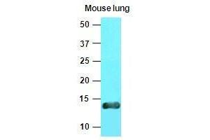 The extracts of mouse lung tissue(40 ug) were resolved by SDS-PAGE, transferred to nitrocellulose membrane and probed with anti-human Cellubrevin (1:1000). (VAMP3 抗体  (AA 1-77))