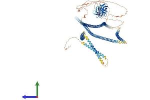 Protein Structure (PS) image for CAP-GLY Domain Containing Linker Protein 2 (CLIP2) (AA 1-1046) protein (His tag) (ABIN7553398)