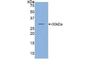 Western blot analysis of recombinant Mouse KLK5. (Kallikrein 5 抗体  (AA 25-261))