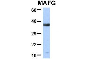 Western Blotting (WB) image for anti-Transcription Factor MafG (Mafg) (Middle Region) antibody (ABIN2777530)