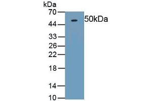 Detection of Recombinant OPG, Rat using Polyclonal Antibody to Osteoprotegerin (OPG) (Osteoprotegerin 抗体)