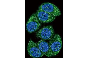 Immunofluorescence (IF) image for anti-Deoxycytidine Kinase (DCK) (AA 171-200), (C-Term) antibody (ABIN391125)