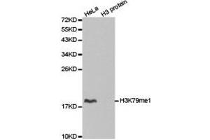 Western blot analysis of extracts of HeLa cell line and H3 protein expressed in E. (Histone 3 抗体  (H3K79me))