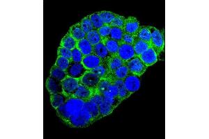 Immunofluorescence (IF) image for anti-Complement Component 1, Q Subcomponent, C Chain (C1QC) (AA 93-120) antibody (ABIN655873)
