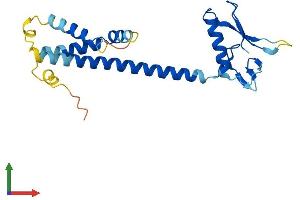 AlphaFold protein structure predicition of Mouse Recombinant Rpain Protein, UniprotID Q9CWY9