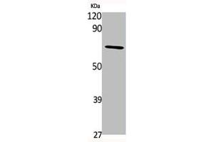 Western Blot analysis of various cells using PAF65α Polyclonal Antibody (TAF6L 抗体  (N-Term))