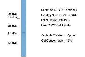 WB Suggested Anti-TCEA2  Antibody Titration: 0. (TCEA2 抗体  (N-Term))