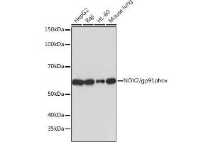 Western blot analysis of extracts of various cell lines, using NOX2/gp91phox antibody (ABIN7266629) at 1:1000 dilution. (CYBB 抗体)