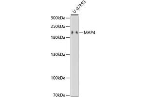 Western blot analysis of extracts of U-87MG cells, using M antibody (ABIN6130539, ABIN6143505, ABIN6143506 and ABIN6221614) at 1:3000 dilution. (MAP4 抗体  (AA 942-1152))