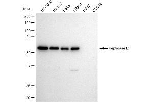 Western blotting analysis using Peptidase D antibody (ABIN7799755). (Recombinant PEPD 抗体)