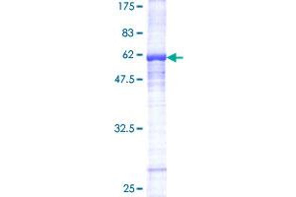 PPARA Protein (AA 1-258) (GST tag)