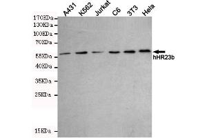 Western blot detection of hHR23b in A431,K562,Jurkat,C6,3T3 and Hela cell lysates using hHR23b mouse mAb (1:1000 diluted). (RAD23B 抗体)