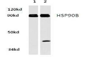 Image no. 2 for anti-Heat Shock Protein 90kDa alpha (Cytosolic), Class B Member 1 (HSP90AB1) antibody (ABIN265474) (HSP90AB1 抗体)
