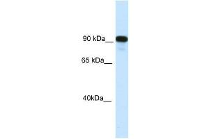 C2TA antibody used at 0. (CIITA 抗体  (C-Term))
