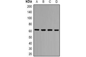 Western blot analysis of ZNF498 expression in Hela (A), HEK293T (B), PC12 (C), COS7 (D) whole cell lysates. (Zinc Finger and SCAN Domain Containing 25 (ZSCAN25) (C-Term) 抗体)