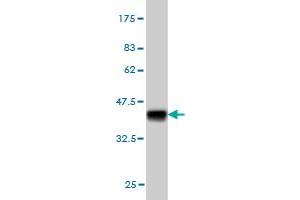 Western Blotting (WB) image for anti-Stromal Antigen 2 (STAG2) (AA 1130-1231) antibody (ABIN564681)