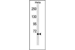 Western blot analysis of NCoA-4 Antibody (C-term) in Hela cell line lysates (35ug/lane). (NCOA4 抗体  (C-Term))