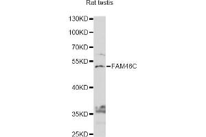 Western blot analysis of extracts of rat teatis, using FAM46C antibody (ABIN6292917) at 1:1000 dilution. (FAM46C 抗体)