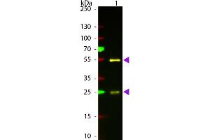 Western Blotting (WB) image for Rabbit anti-Goat IgG (Heavy & Light Chain) antibody (Atto 594) - Preadsorbed (ABIN1043947)