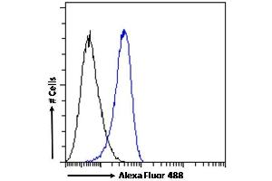 (ABIN185613) Flow cytometric analysis of paraformaldehyde fixed K562 cells (blue line), permeabilized with 0.