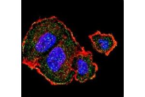 Confocal immunofluorescent analysis of p-Tuberin antibody with MCF-7 cells followed by Alexa Fluor 488-conjugated goat anti-rabbit lgG (green). (Tuberin 抗体  (pSer939))