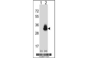 Western blot analysis of CEACAM3 using rabbit polyclonal CEACAM3 Antibody using 293 cell lysates (2 ug/lane) either nontransfected (Lane 1) or transiently transfected (Lane 2) with the CEACAM3 gene. (CEACAM3 抗体  (C-Term))