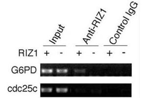ChIP analysis was performed on RIZ1 knockout mouse embryonic fibroblasts with RIZ1 antibody.