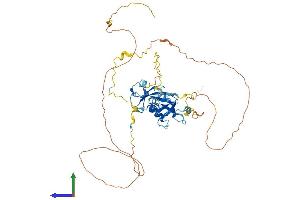 AlphaFold protein structure predicition of Human Recombinant DCDC2 Protein, UniprotID Q9UHG0