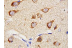 Anti-PPID antibody, IHC(P) IHC(P): Rat Brain Tissue