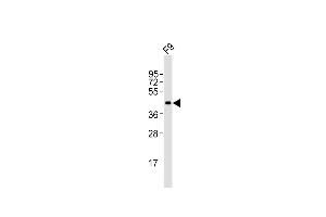 Anti-Pou5f1 Antibody (N-term)at 1:2000 dilution + F9 whole cell lysates Lysates/proteins at 20 μg per lane. (OCT4 抗体  (N-Term))