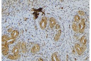 ABIN6276639 at 1/100 staining Human uterus tissue by IHC-P. (CGA 抗体  (Internal Region))