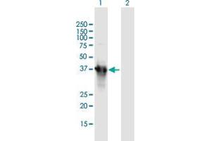 Western Blot analysis of APOA5 expression in transfected 293T cell line by APOA5 MaxPab polyclonal antibody. (APOA5 抗体  (AA 1-366))