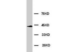 Western blot analysis of HeLa cell lysate. (ERK2 抗体  (N-Term))