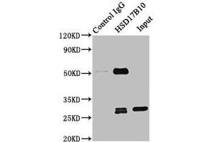 Immunoprecipitating HSD17B10 in 293T whole cell lysate Lane 1: Rabbit control IgG instead of ABIN7142296 in 293T whole cell lysate. (HSD17B1 抗体  (AA 2-261))