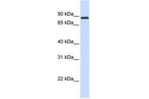 Image no. 1 for anti-Myb-Like Protein 1 (MYBL1) (AA 648-697) antibody (ABIN6743559) (MYBL1 抗体  (AA 648-697))