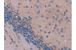 IHC-P analysis of Mouse Cerebrum Tissue, with DAB staining. (IDS 抗体  (AA 180-448))