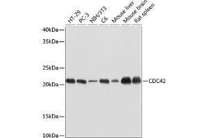 Western blot analysis of extracts of various cell lines, using CDC42 antibody (ABIN7266256) at 1:1000 dilution. (CDC42 抗体)
