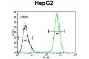 Flow cytometric analysis of HepG2 cells (right histogram) compared to a negative control cell (left histogram) using PRRT1  Antibody , followedf by FITC-conjugated goat-anti-rabbit secondary antibodies. (PRRT1 抗体  (Middle Region))