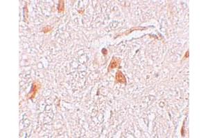 Immunohistochemical staining of human brain cells with LOC729993 polyclonal antibody  at 2. (Shisa9 抗体  (Internal Region))
