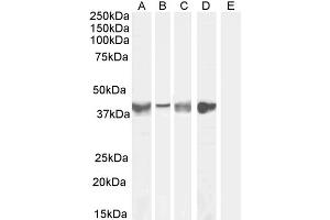 ABIN185364 (0. (Asporin 抗体  (Internal Region))