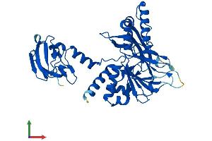 AlphaFold protein structure predicition of Human Recombinant BBOX1 Protein, UniprotID O75936