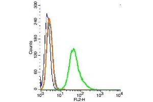RSC96 probed with Ezrin Polyclonal Antibody, Unconjugated  at 1:100 for 30 minutes followed by incubation with a PE conjugated secondary (green) for 30 minutes compared to control cells (blue), secondary only (light blue) and isotype control (orange). (Ezrin 抗体  (AA 455-586))