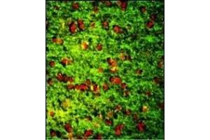 Immunofluorescence analysis of DPT Antibody (Center) with paraffin-embedded human brain tissue. (Dermatopontin 抗体  (AA 102-128))