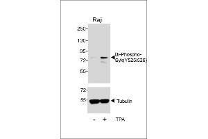 Western blot analysis of lysates from Raji cell line, untreated or treated with T, 200nM, 30 min, using 457167101 (ABIN389670 and ABIN2850453) (upper) or Tubulin (lower). (SYK 抗体  (pTyr525, pTyr526))