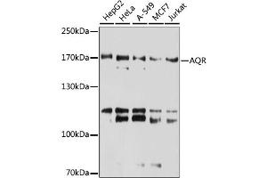 Western blot analysis of extracts of various cell lines, using AQR antibody. (AQR 抗体)